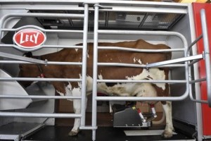 Корова во время доения роботом