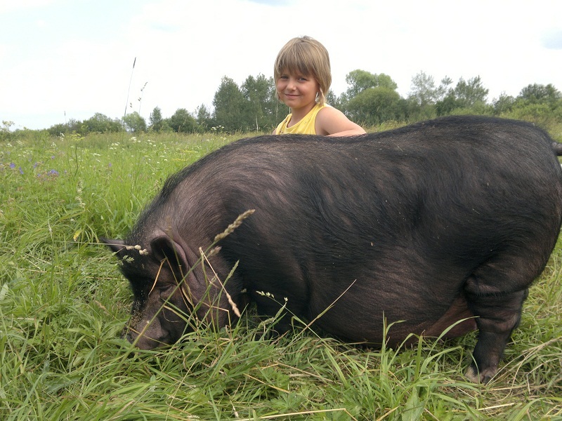 вьетнамская вислобрюхая травоядная свинья