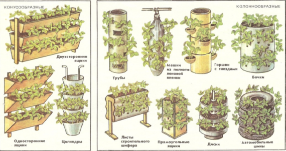 Способы выращивания клубники
