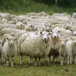 Как заработать свой первый миллион на разведении овец