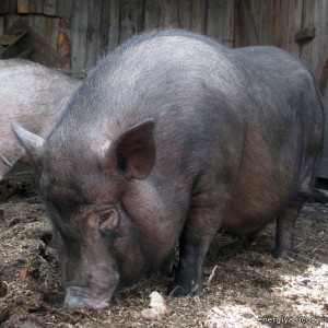 вьетнамская вислобрюхая порода свиней