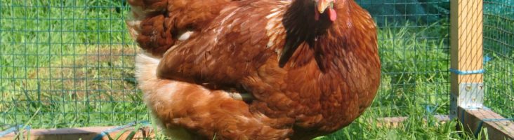 Бизнес на разведении кур-несушек