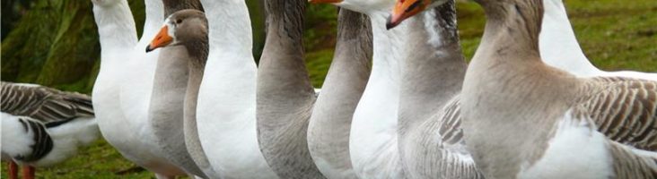 Как организовать свой бизнес по разведению гусей