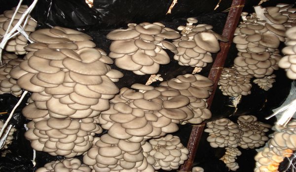 Оцениваем выращивание грибов