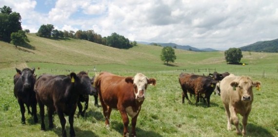Коровы, пасущиеся на зеленом лугу