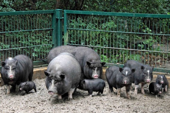 азиатские травоядные свиньи