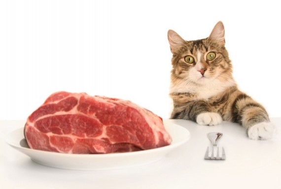 кот ест мясо