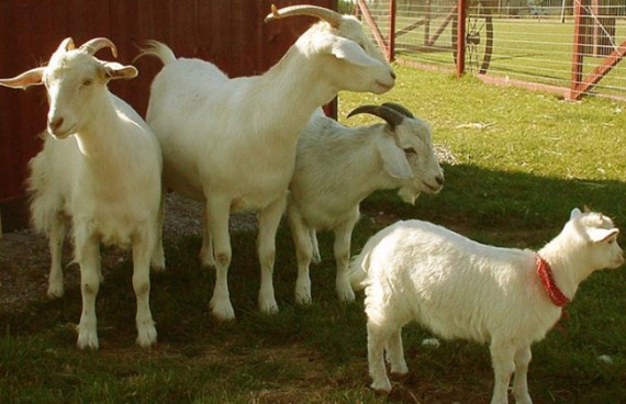 Разведение коз как бизнес в последние годы набирает обороты