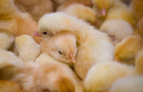 Цыплята должны провести рядом с курушкой первые 40 дней своей жизни