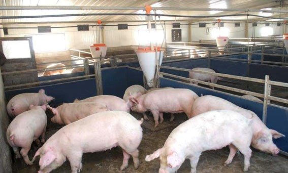 выращивание свиней