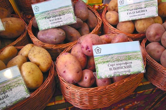 Сорта картофеля