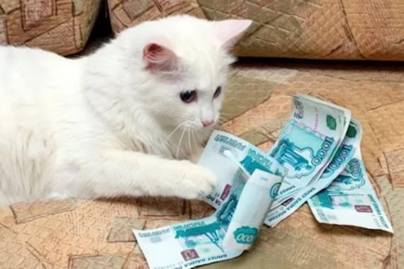 Налог на домашних животных 2022 в России: будет или нет, сколько составит, как будут взыскивать